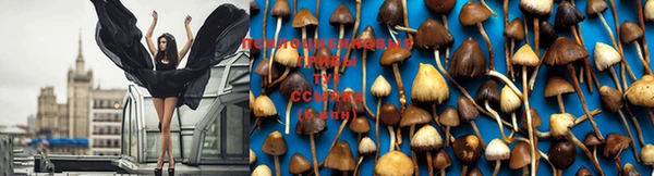 мяу мяу мука Магас